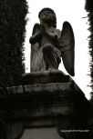 Vara�din Graveyard 41