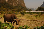 �Yangshuo