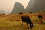 �Yangshuo
