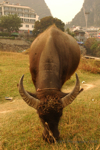 �Yangshuo