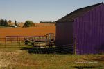 Amish Country 6