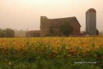 Foggy Farmland Morning 13