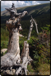 Hiking Brainard Lake 16
