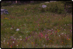 Hiking Brainard Lake 38