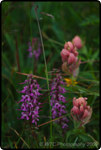 Hiking Brainard Lake 39
