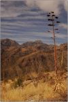 Blackett's Ridge 11