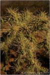 Cactus Forest 1