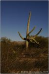 Cactus Forest 3