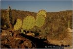 Cactus Forest 14