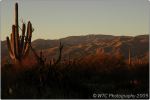 Cactus Forest 27