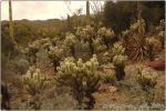 Desert Museum 4