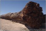 Petrified Forest 8