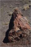 Petrified Forest 18