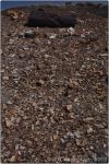 Petrified Forest 32