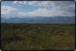 Saguaro East Nat�l Park 1