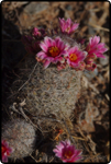Saguaro East Nat�l Park 2