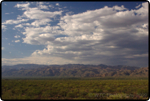 Saguaro East