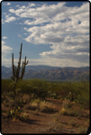 Saguaro East Nat�l Park 4