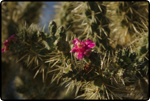 Saguaro East Nat�l Park 5