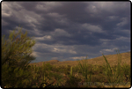 Saguaro East Nat�l Park 6