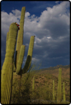 Saguaro East Nat�l Park 7
