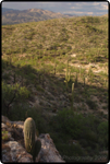 Saguaro East Nat�l Park 8