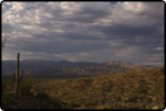 Saguaro East Nat�l Park 9