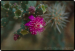 Saguaro East Nat�l Park 10