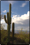 Saguaro East Nat�l Park 11