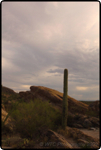 Saguaro East Nat�l Park 14