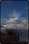 Saguaro East Nat�l Park 15