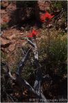 Red Rock Sedona 31
