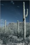 1st Tucson B&W 4