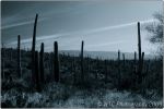 1st Tucson B&W 7