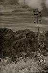 1st Tucson B&W 9
