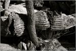 1st Tucson B&W 28