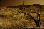 1st Tucson B&W 32