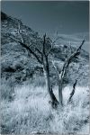 1st Tucson B&W 72