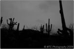 1st Tucson B&W 110