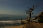 cali_halfmoon_1010_65.jpg