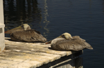 cali_monterey_aug10_086.jpg