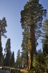 cali_sequoia_1110_076.jpg