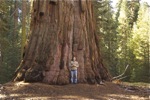 cali_sequoia_1110_081.jpg