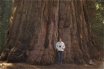 cali_sequoia_1110_087.jpg