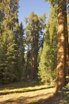 cali_sequoia_1110_140.jpg