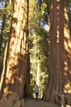 cali_sequoia_1110_141.jpg
