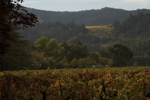 cali_sonoma_1110_025.jpg