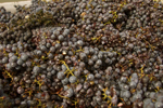 cali_sonoma_1110_031.jpg