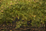 cali_sonoma_1110_034.jpg