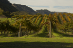 cali_sonoma_1110_060.jpg